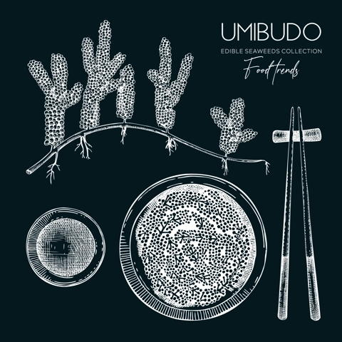 Hand drawn sea grapes illustration. Umibudo salad sketch. Green caviar. Edible seaweed vector drawing isolated on chalkboard. Asian cuisine design element